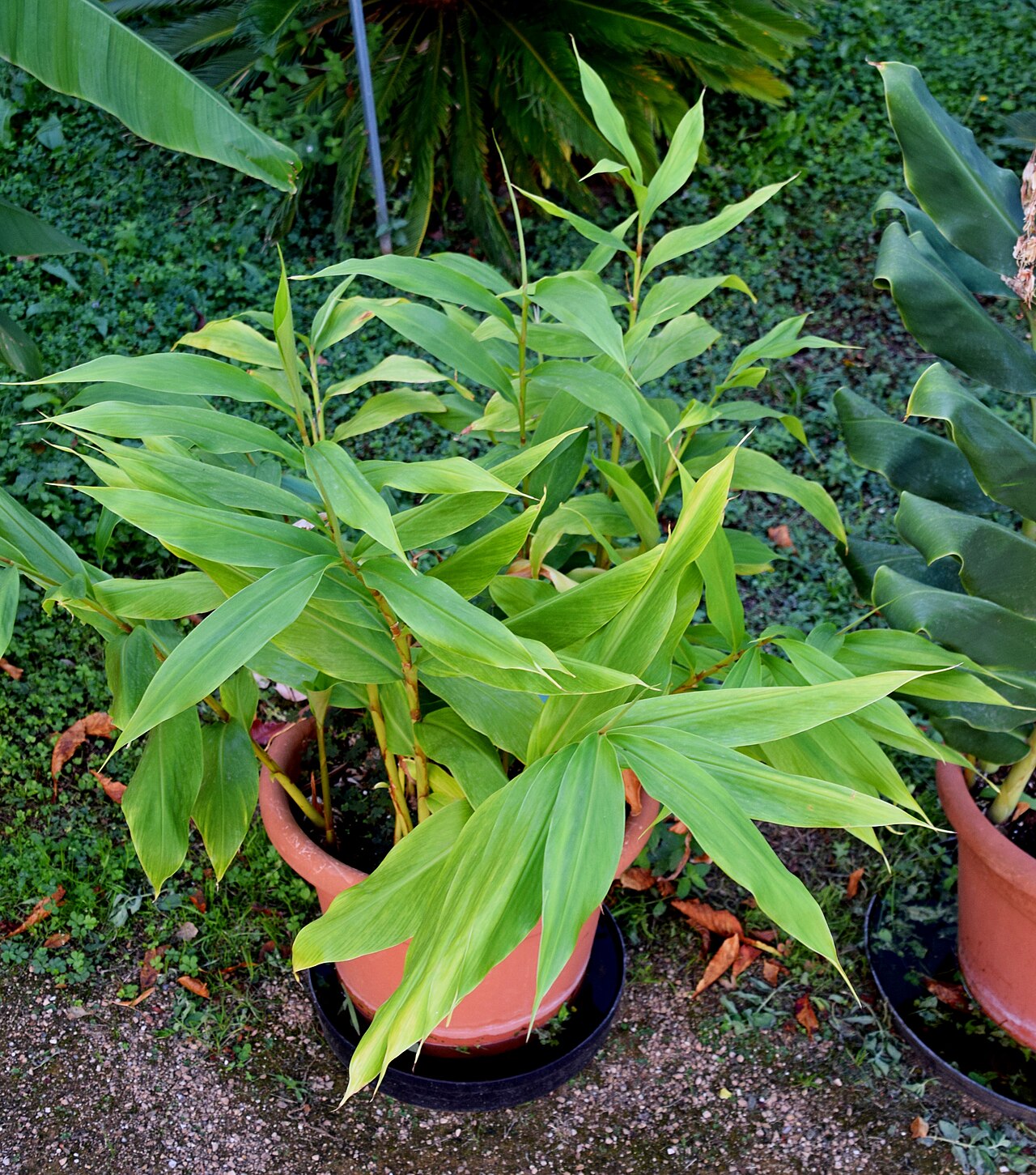 Hedychium flavum: Hedychium flavum in Jardin des Plantes de Toulouse