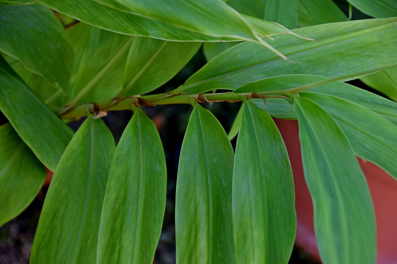 Hedychium flavum: Hedychium flavum in Jardin des Plantes de Toulouse