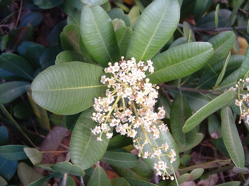 Rockwood (Heeria argentea)