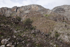 Rockwood (Heeria argentea)