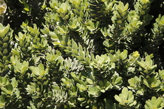 Rockwood (Heeria argentea)