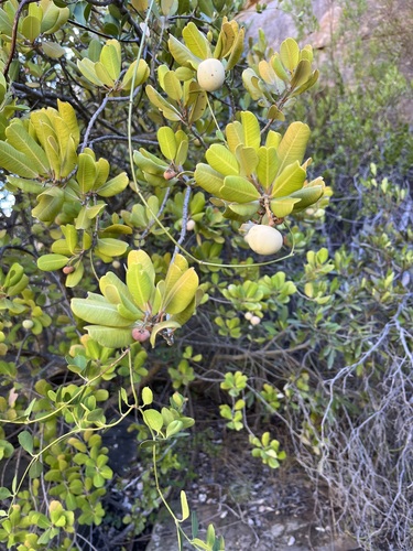Rockwood (Heeria argentea)