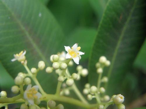 Rockwood (Heeria argentea)