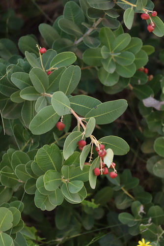 Rockwood (Heeria argentea)