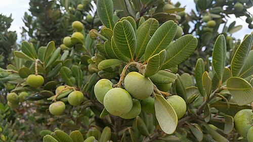Rockwood: Heeria argentea Meisn. - Northern Cape, South Africa