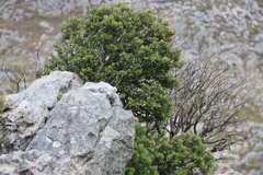 Rockwood (Heeria argentea)