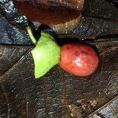 Heisteria scandens (Heisteria scandens)