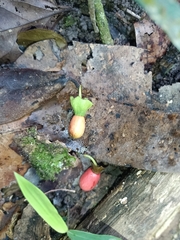 Heisteria scandens (Heisteria scandens)