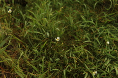 Bolivian burhead (Helanthium bolivianum)
