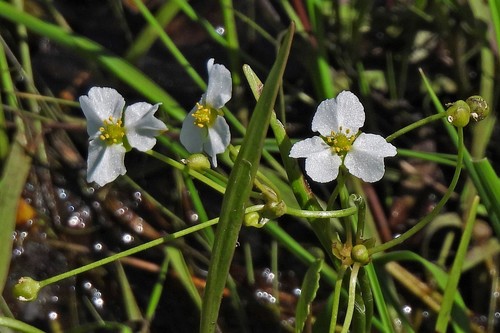 Bolivian burhead (Helanthium bolivianum)