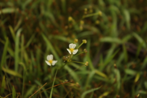 Bolivian burhead (Helanthium bolivianum)