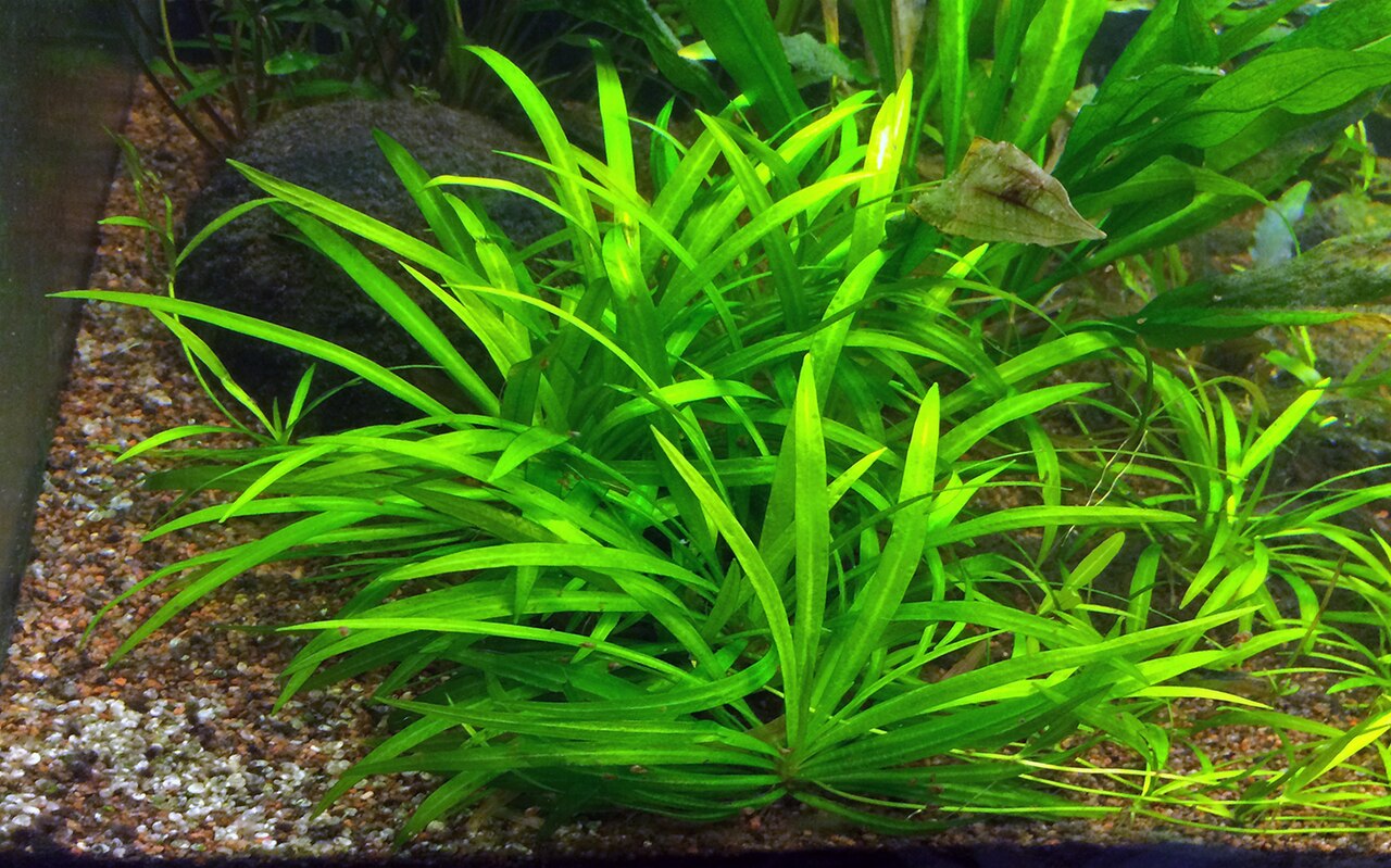 Bolivian burhead: Small Sword Plant, Helanthium bolivianum (syn. Echinodorus quadricostatus var. magdalenensis ), photographed in a Swedish aquarium. In the wild it is distribute