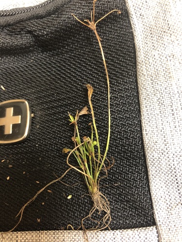 Mudbabies (Helanthium tenellum)