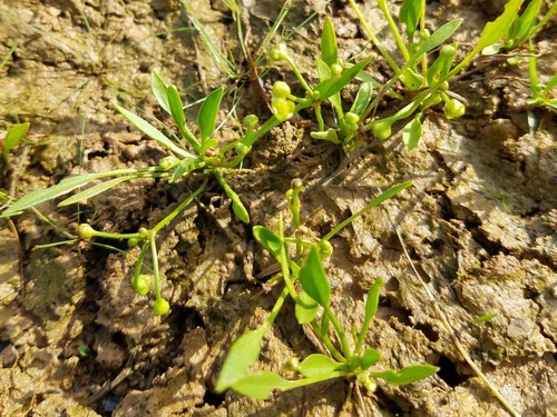 Mudbabies (Helanthium tenellum)