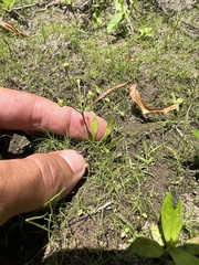 Mudbabies (Helanthium tenellum)