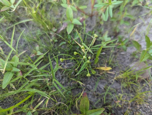 Mudbabies (Helanthium tenellum)