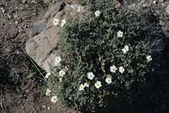 Helianthemum abelardoi (Helianthemum abelardoi)