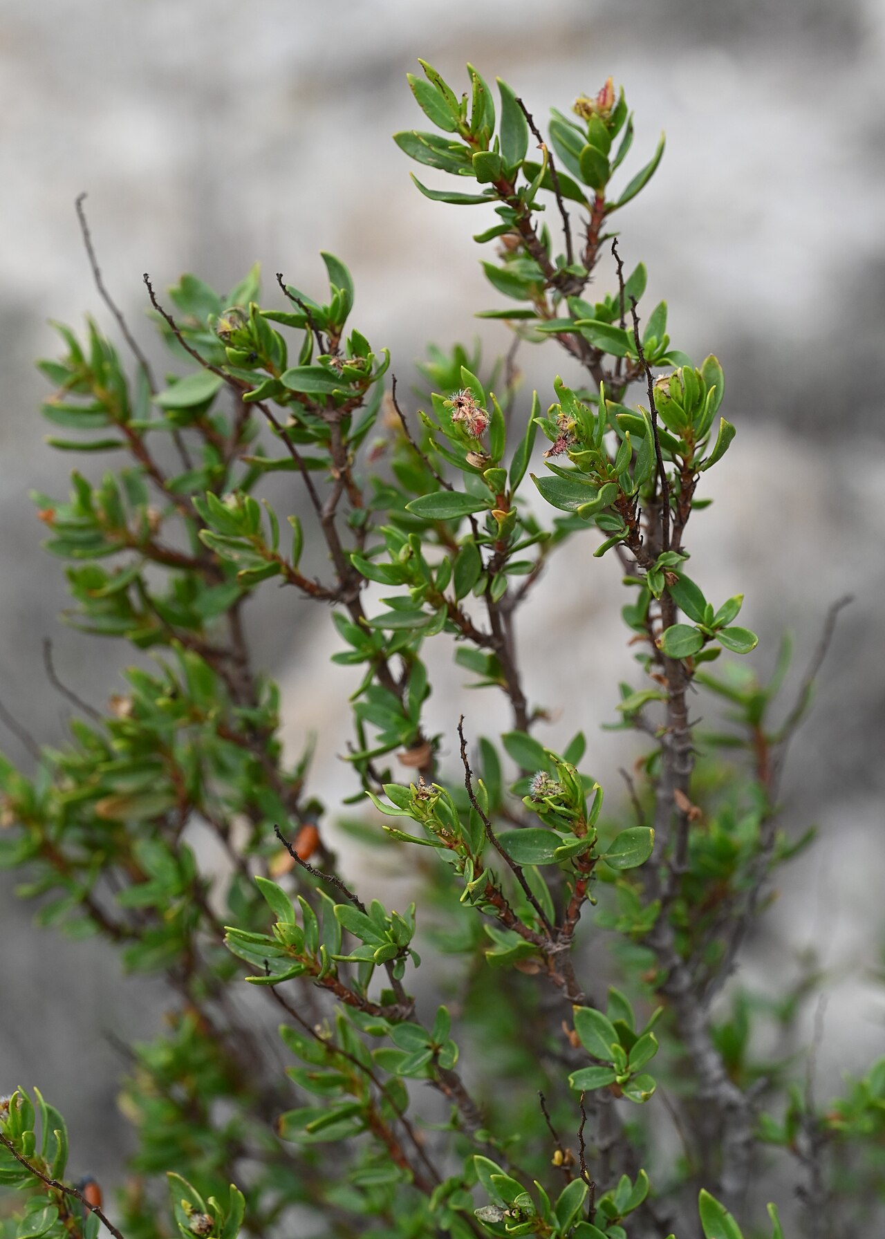 Helianthemum alypoides: Helianthemum alypoides in Jardín Botánico del Albardinal, Andalusia