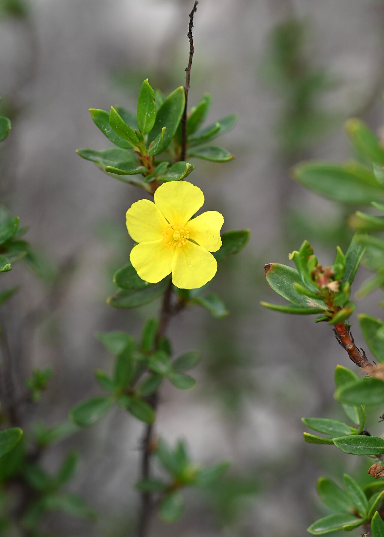 Helianthemum alypoides: Helianthemum alypoides in Jardín Botánico del Albardinal, Andalusia