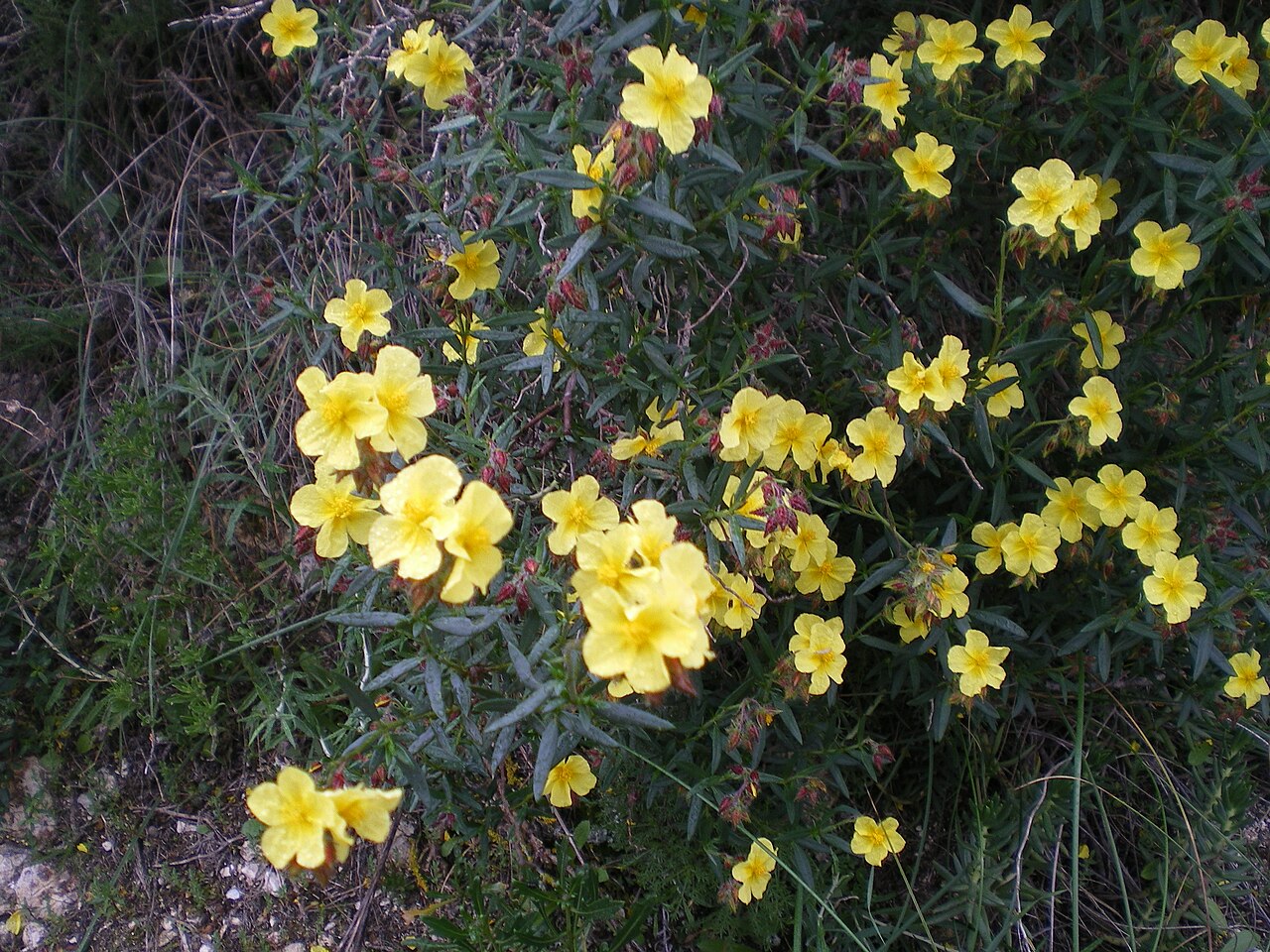 Helianthemum alypoides: Vista general de Helianthemum alypoides o jarilla de Sorbas, cistacea endémica de la provincia de Almería