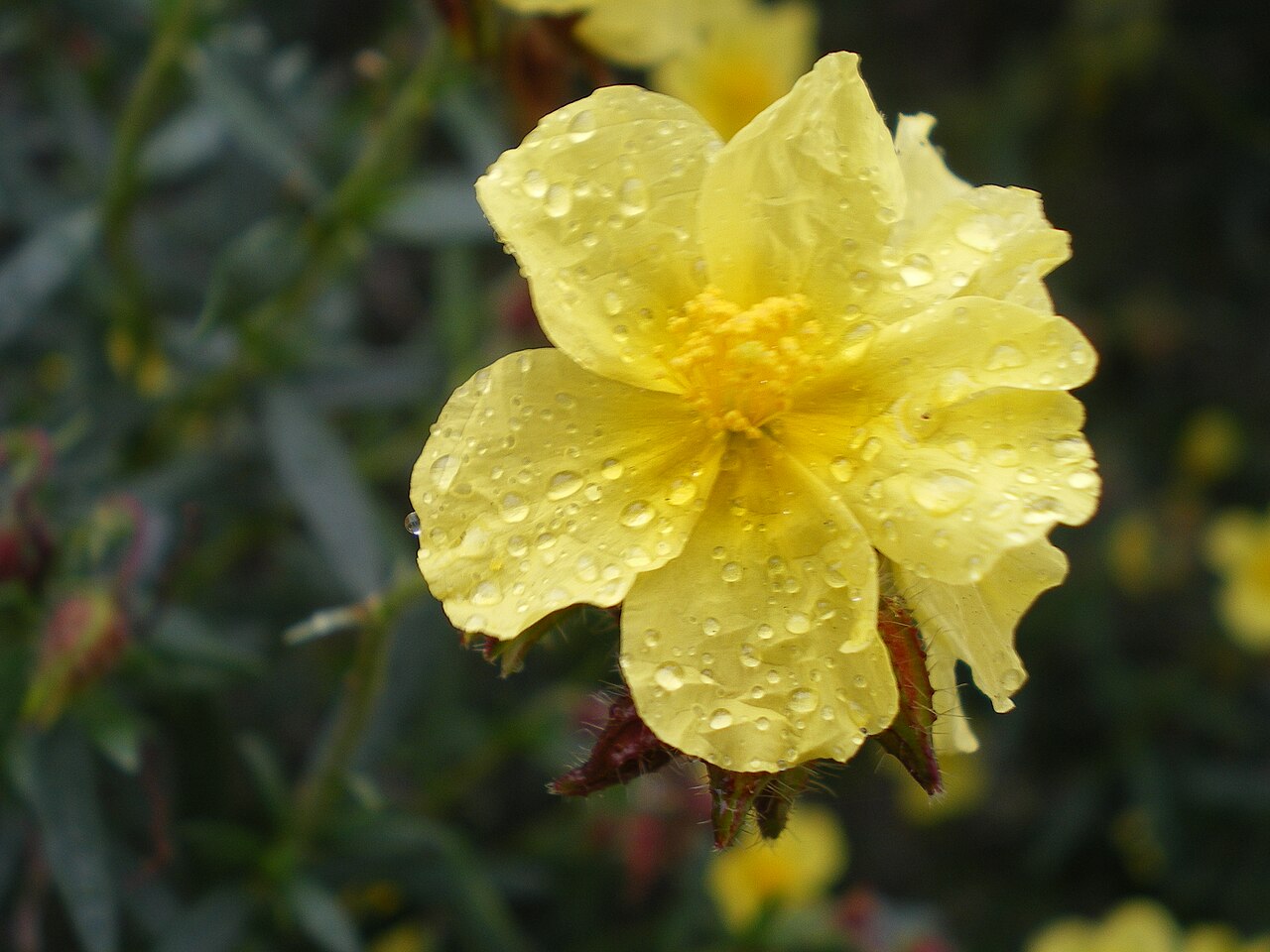 Helianthemum alypoides: Detalle de la flor de Helianthemum alypoides o jarilla de Sorbas, Almería.