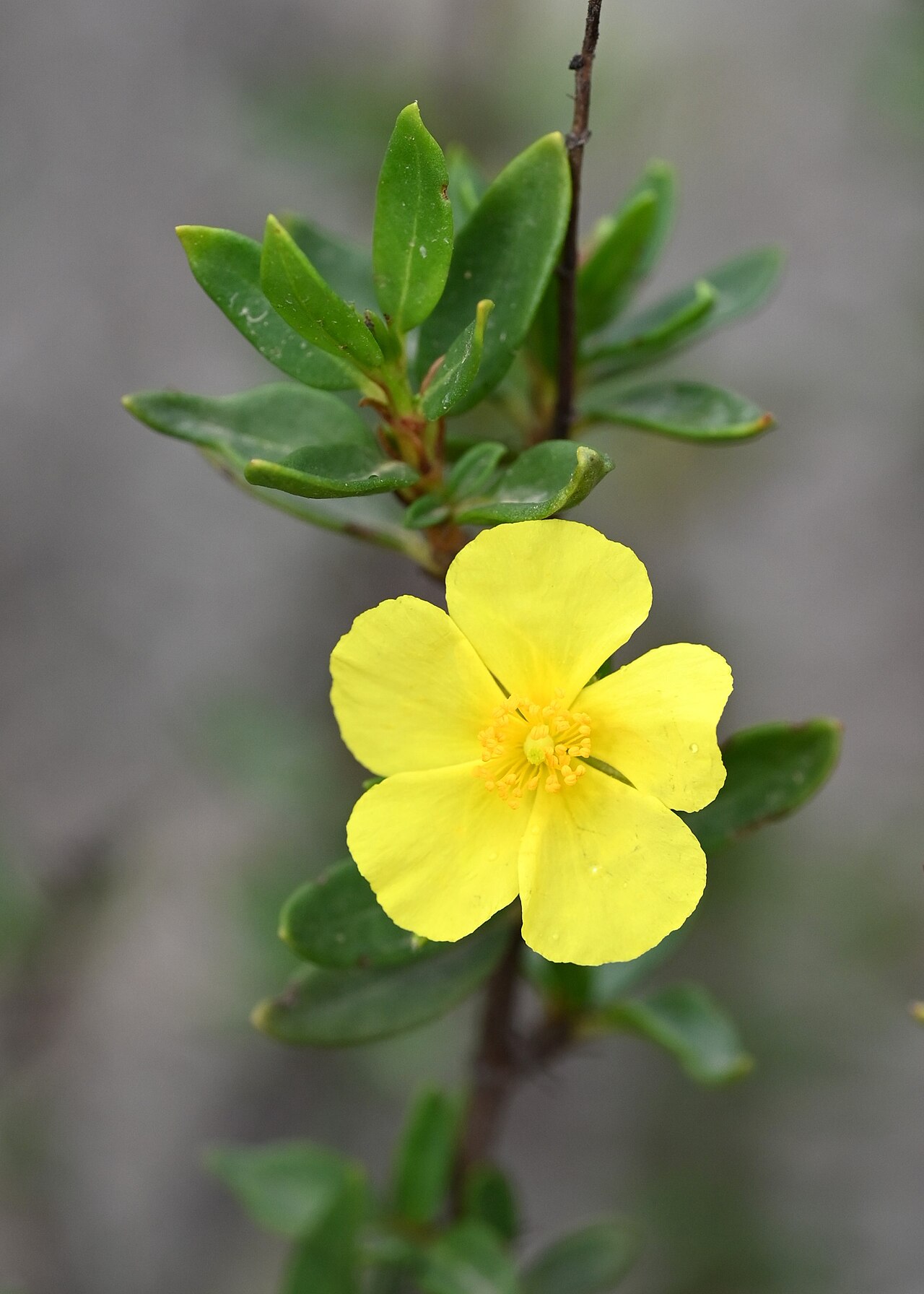 Helianthemum alypoides: Helianthemum alypoides in Jardín Botánico del Albardinal, Andalusia