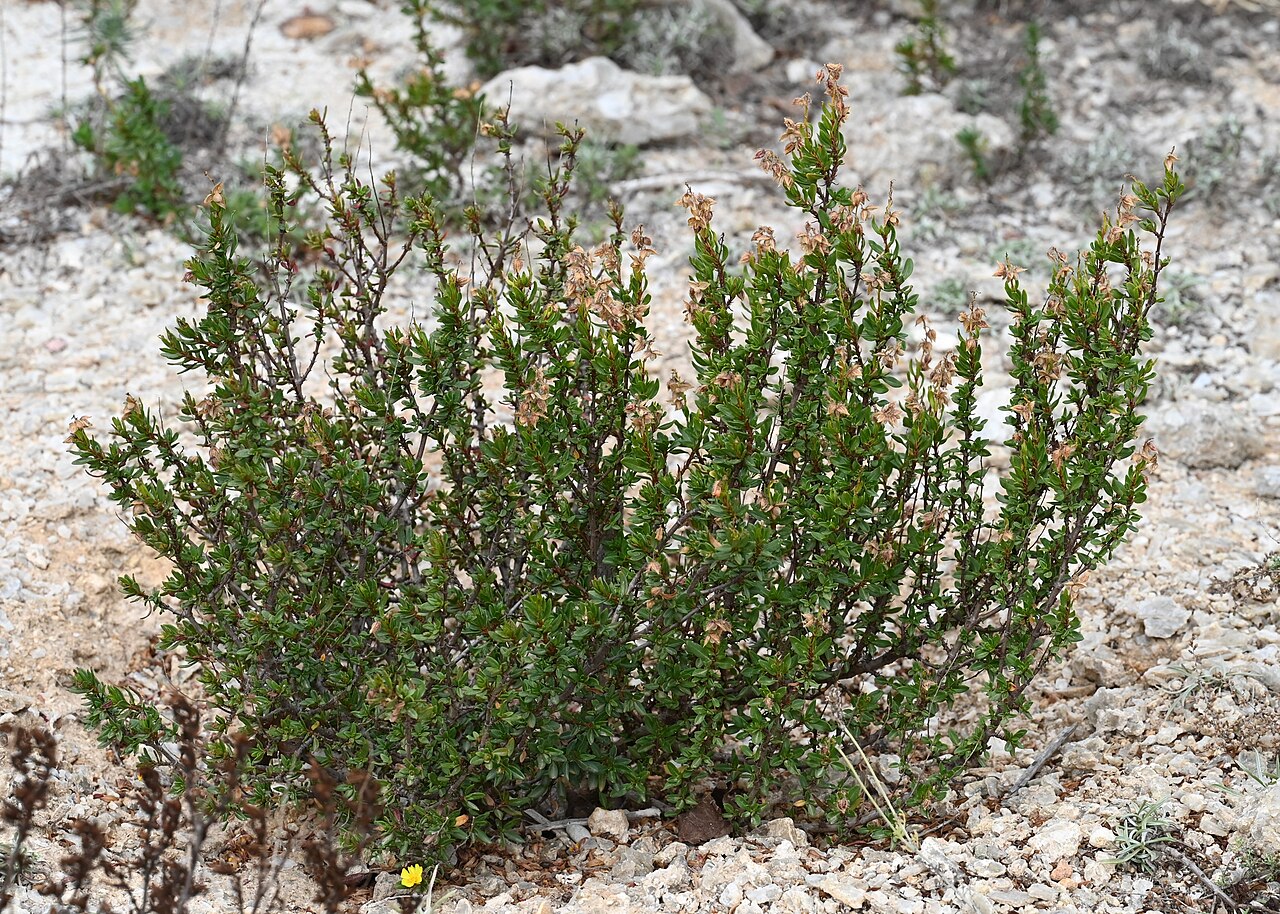 Helianthemum alypoides: Helianthemum alypoides in Jardín Botánico del Albardinal, Andalusia