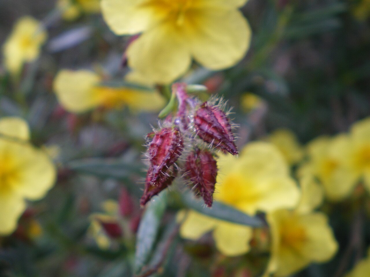 Helianthemum alypoides: Capullo piloso de Helianthemum alypoides, cistácea endémica de Almería
