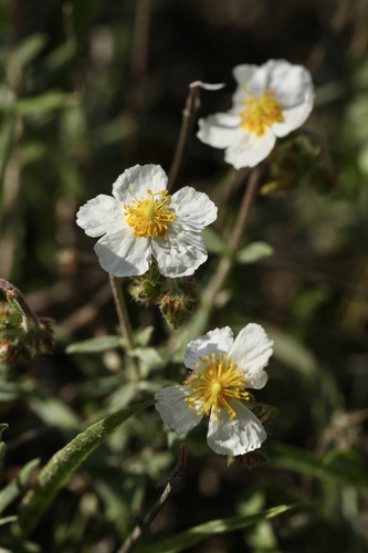 Helianthemum asperum (Helianthemum asperum)