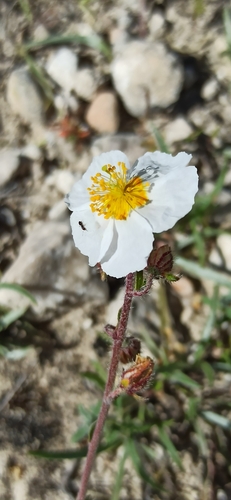 Helianthemum asperum (Helianthemum asperum)