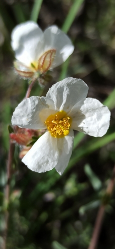 Helianthemum asperum (Helianthemum asperum)