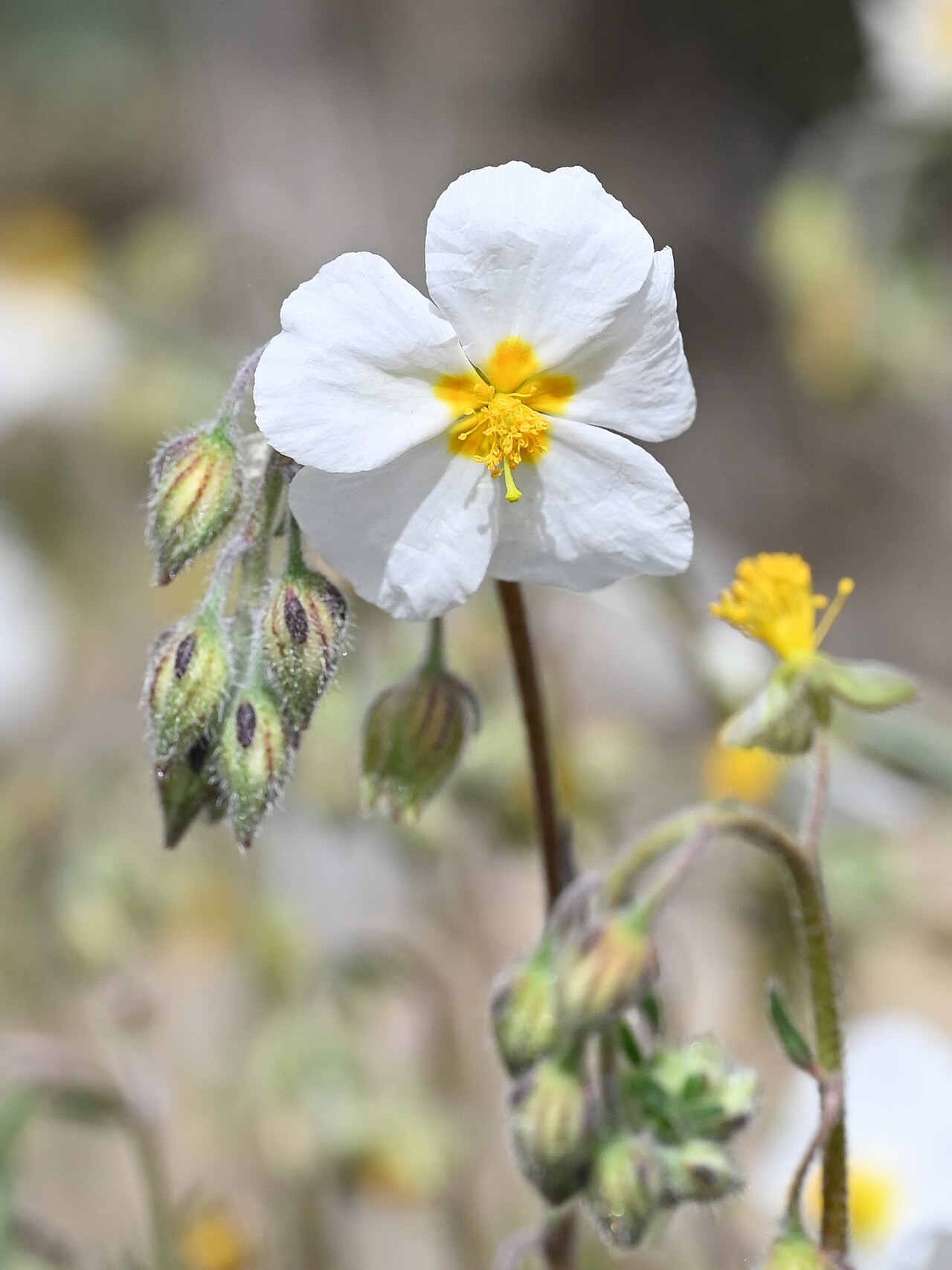 Helianthemum asperum: Helianthemum asperum N from Pinos Genil near Grenada, Andalusia