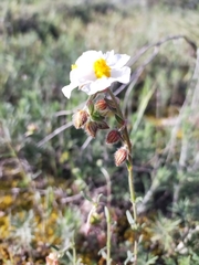 Helianthemum asperum (Helianthemum asperum)