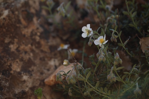 Helianthemum asperum (Helianthemum asperum)