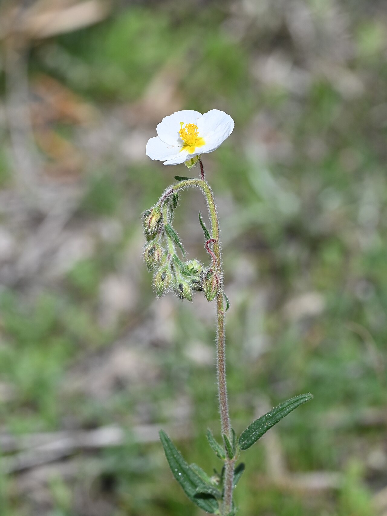 Helianthemum asperum: Helianthemum asperum in Quentar near Grenada, Andalusia