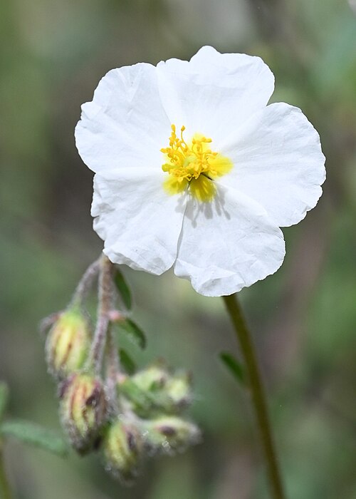 Helianthemum asperum: Helianthemum asperum N from Pinos Genil near Grenada, Andalusia