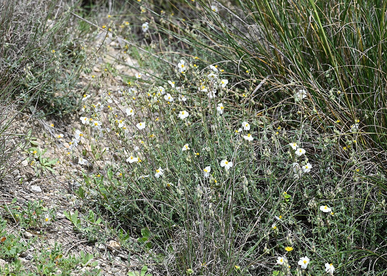 Helianthemum asperum: Helianthemum asperum N from Pinos Genil near Grenada, Andalusia