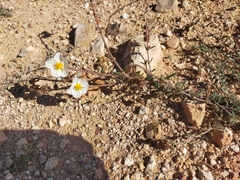 Helianthemum asperum (Helianthemum asperum)