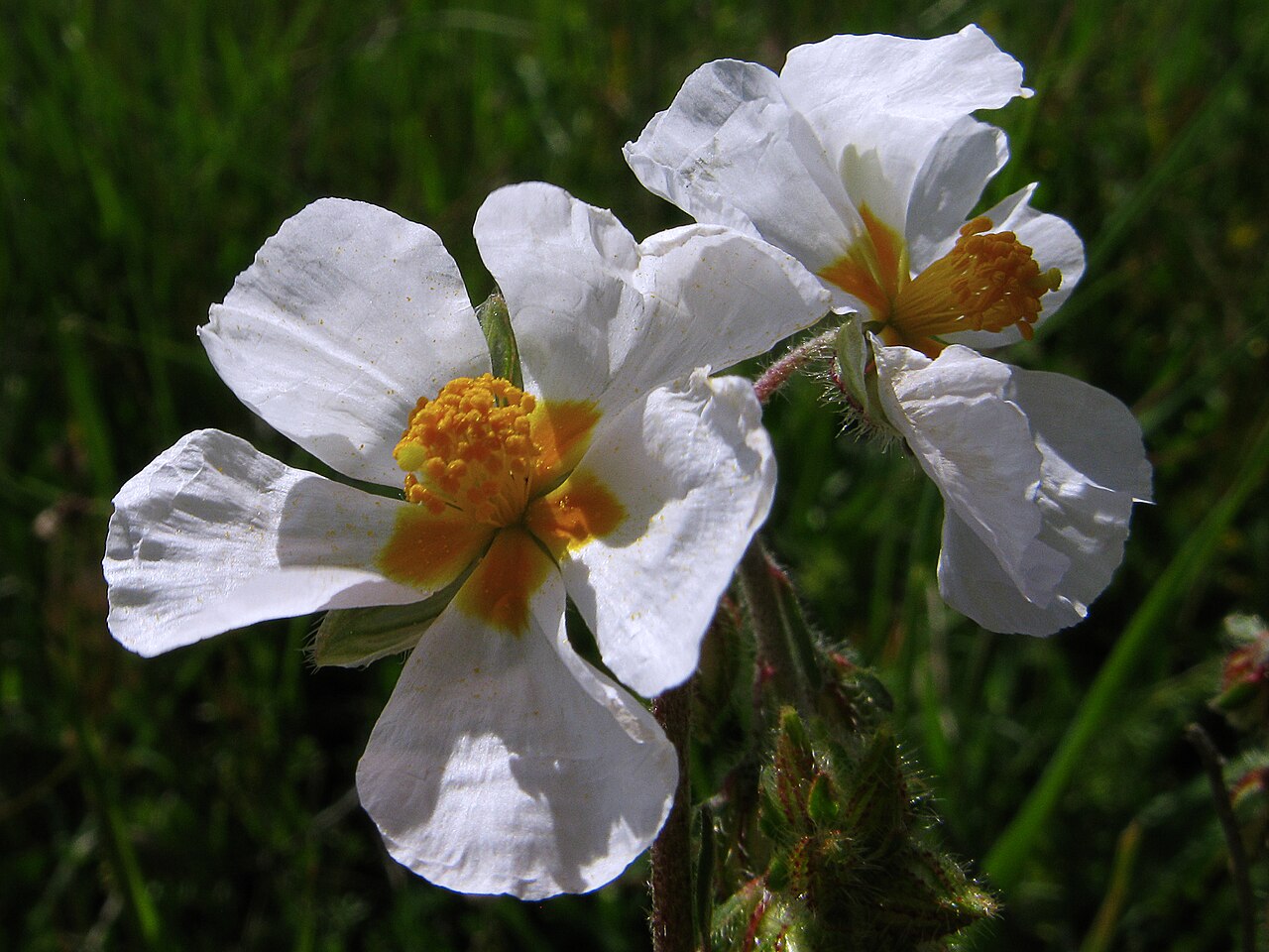Helianthemum asperum: Matorrales y tomillares, en suelos calizos o margosos, a veces en arenisca Feliz Quinta ...........✿◠‿◠