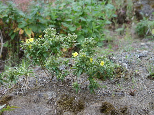 Helianthemum broussonetii (Helianthemum broussonetii)