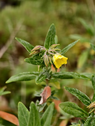 Helianthemum broussonetii (Helianthemum broussonetii)