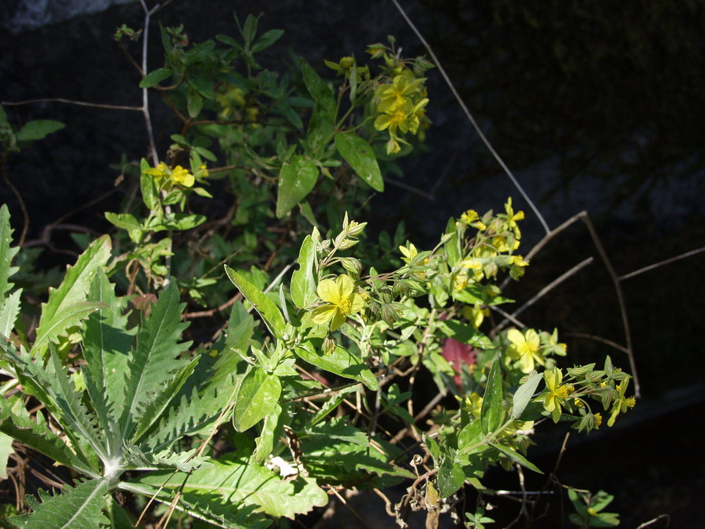 Helianthemum broussonetii (Helianthemum broussonetii)