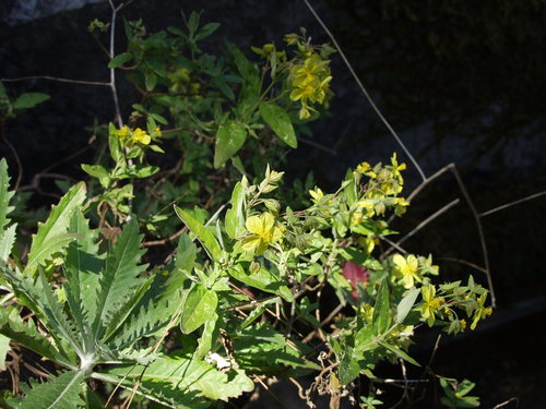 Helianthemum broussonetii (Helianthemum broussonetii)