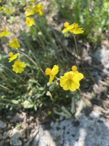 Helianthemum buschii (Helianthemum buschii)
