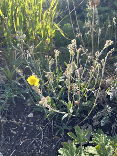 Helianthemum buschii (Helianthemum buschii)