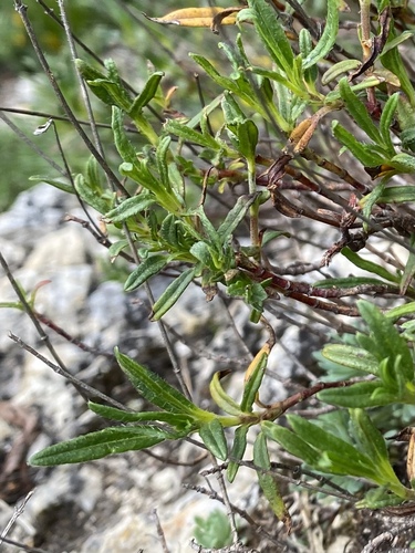 Helianthemum buschii (Helianthemum buschii)