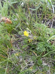 Helianthemum buschii (Helianthemum buschii)