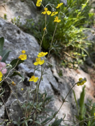 Helianthemum buschii (Helianthemum buschii)