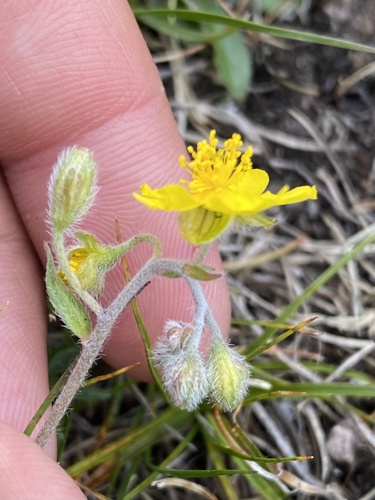 Helianthemum buschii (Helianthemum buschii)