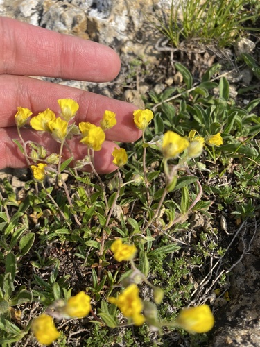 Helianthemum buschii (Helianthemum buschii)
